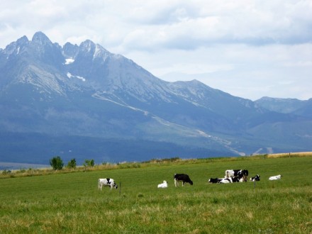 Krowy z widokiem na wypasie :) Stráže pod Tatrami. Fot. Wojciech Goj